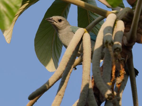 Sayacatangare (Thraupis sayaca)